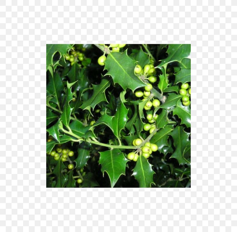 Common Holly Hedge Buxus Sempervirens Tree Quercus Ilex, PNG, 800x800px, Common Holly, Box, Branch, Buxus Sempervirens, Evergreen Download Free