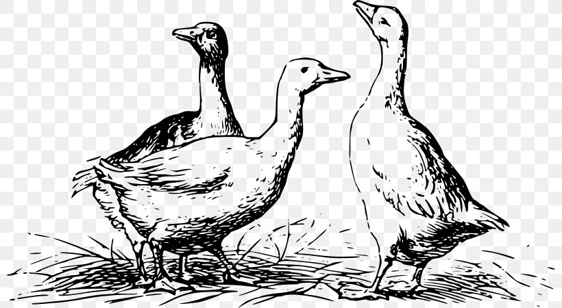 Duck Goose Mallard Chicken Bird, PNG, 800x450px, Duck, Art, Artwork, Beak, Bird Download Free