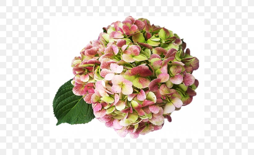 Hydrangea Cut Flowers Pink Garden Roses, PNG, 500x500px, Hydrangea, Antique, Blue, Cornales, Cut Flowers Download Free