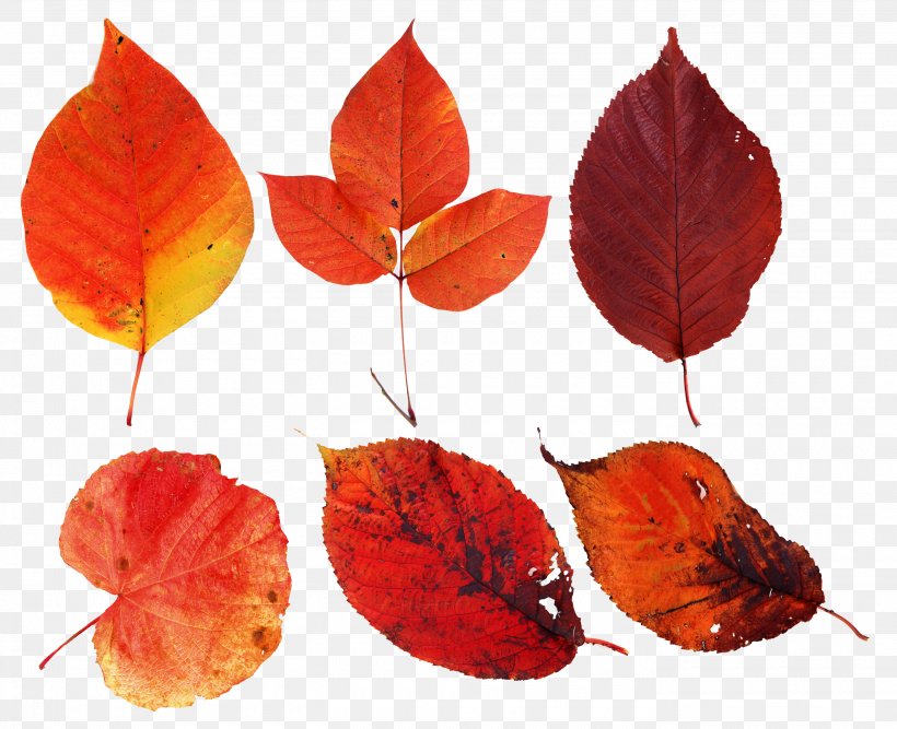 Leaf Clip Art Autumn Leaves Image, PNG, 2800x2279px, Leaf, Anthurium, Autumn, Autumn Leaves, Beech Download Free