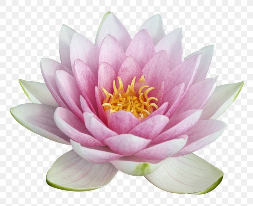 Nelumbo Nucifera Egyptian Lotus Clip Art, PNG, 1600x1300px, Nelumbo Nucifera, Aquatic Plant, Dahlia, Egyptian Lotus, Flower Download Free