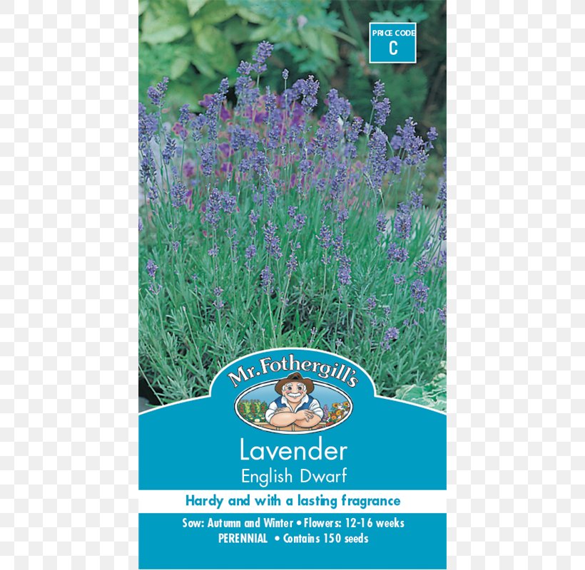 English Lavender French Lavender Shrub Seed Flower, PNG, 800x800px, English Lavender, Bunnings Warehouse, Ecosystem, English, Flora Download Free