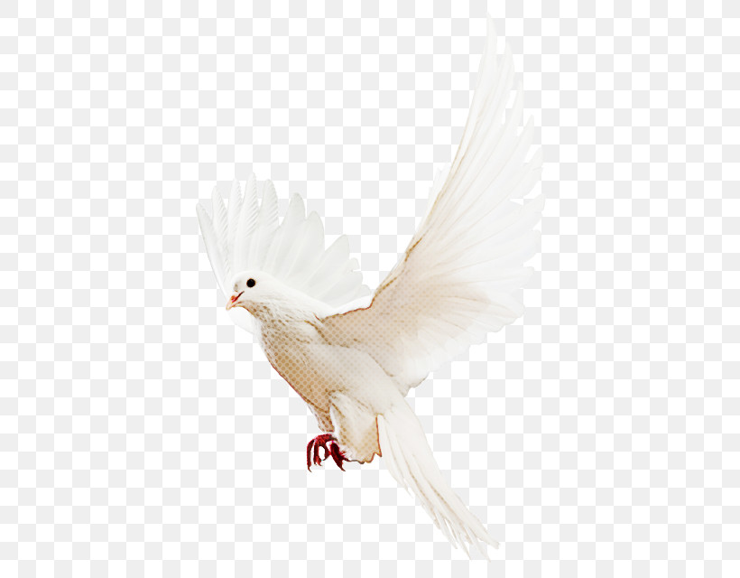 Feather, PNG, 640x640px, White, Beak, Bird, Feather, Peace Download Free