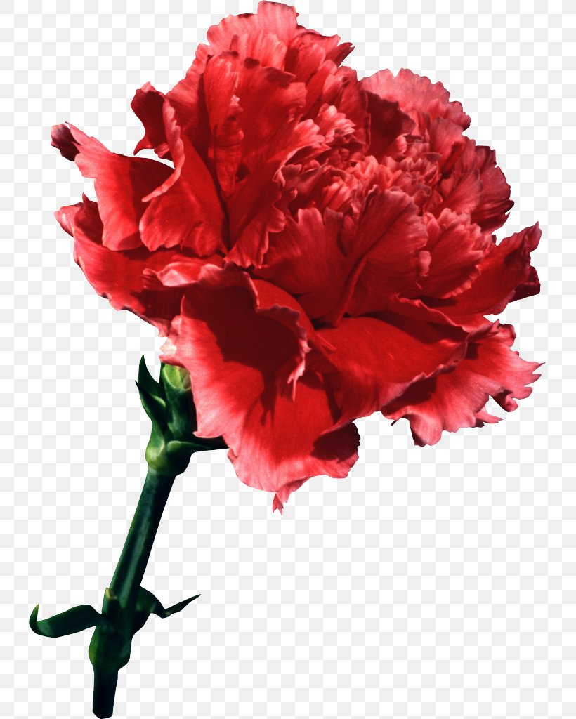 Flower Bouquet Clove Garden Roses Carnation, PNG, 737x1024px, Flower, Azalea, Carnation, Clove, Cut Flowers Download Free