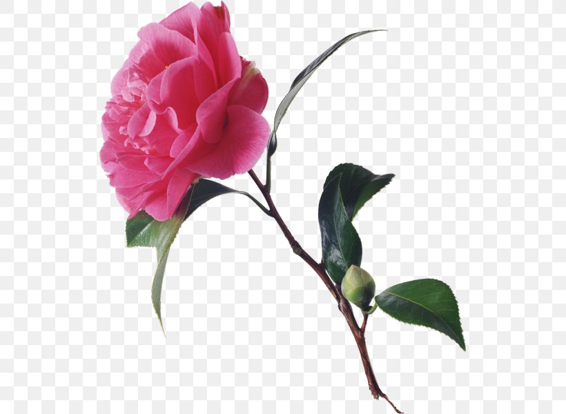 Garden Roses Floribunda Cabbage Rose Cut Flowers, PNG, 531x600px, Garden Roses, Branch, Bud, Cabbage Rose, Camellia Download Free
