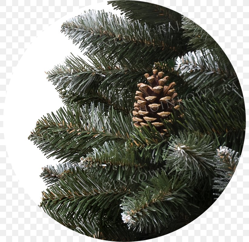 Spruce Pine Fir Christmas Ornament Christmas Tree, PNG, 800x800px, Spruce, Christmas, Christmas Ornament, Christmas Tree, Cone Download Free