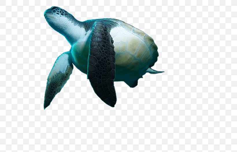 Turtle Reptile Underwater Diving Snorkeling, PNG, 700x526px, Turtle, Dive Center, Diving Swimming Fins, Emydidae, Fauna Download Free