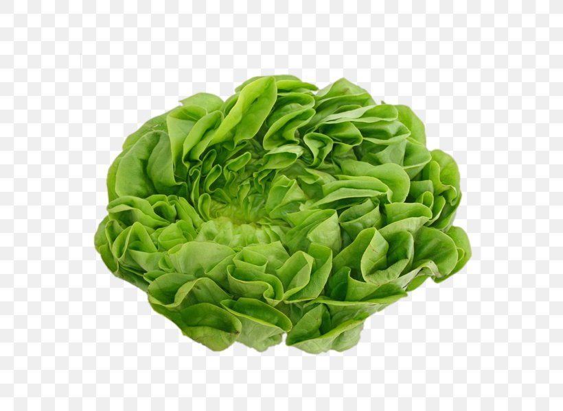 Vinaigrette Salad Capitata Group Iceberg Lettuce Rijk Zwaan, PNG, 600x600px, Vinaigrette, Capitata Group, Cooking, Iceberg Lettuce, Ingredient Download Free