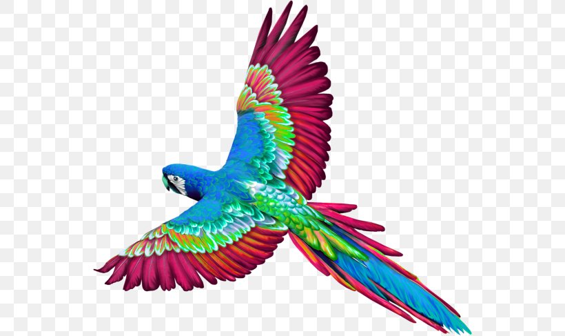 Birds Of Belize Parrot Perroquet, PNG, 550x487px, Bird, Beak, Blog, Common Pet Parakeet, Feather Download Free