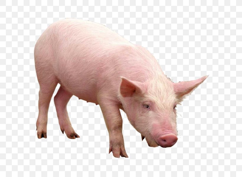 Domestic Pig, PNG, 600x600px, Pig, Domestic Pig, Fauna, Image File Formats, Image Resolution Download Free