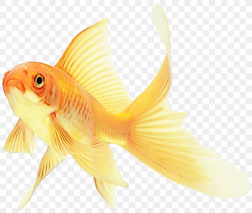 Fish Fish Goldfish Fin Yellow, PNG, 1017x864px, Watercolor, Bonyfish, Cyprinidae, Feeder Fish, Fin Download Free
