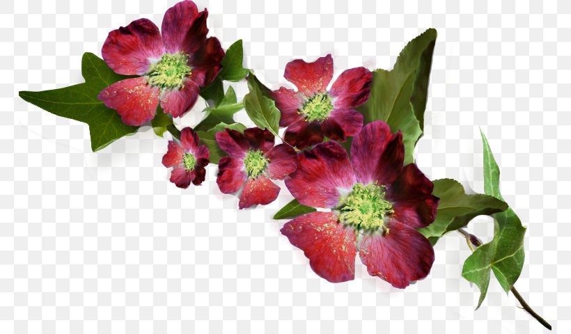 Nosegay Cut Flowers Flower Bouquet, PNG, 765x480px, Nosegay, Certificate, Cut Flowers, Flower, Flower Bouquet Download Free
