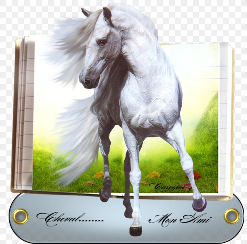 American Paint Horse Mustang White Image, PNG, 800x813px, American Paint Horse, Bridle, Drawing, Halter, Horse Download Free