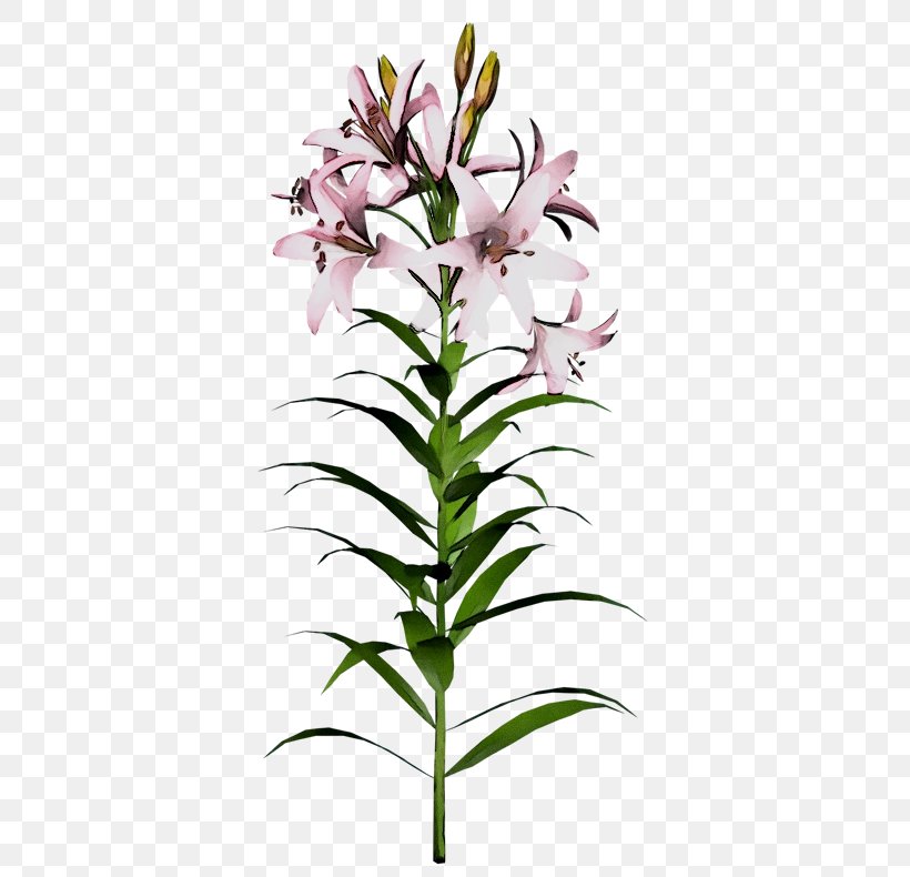 Drawing Easter Lily Madonna Lily Lady Rose MacClare Flower, PNG, 809x790px, Drawing, Art, Beardtongue, Cut Flowers, Dendrobium Download Free