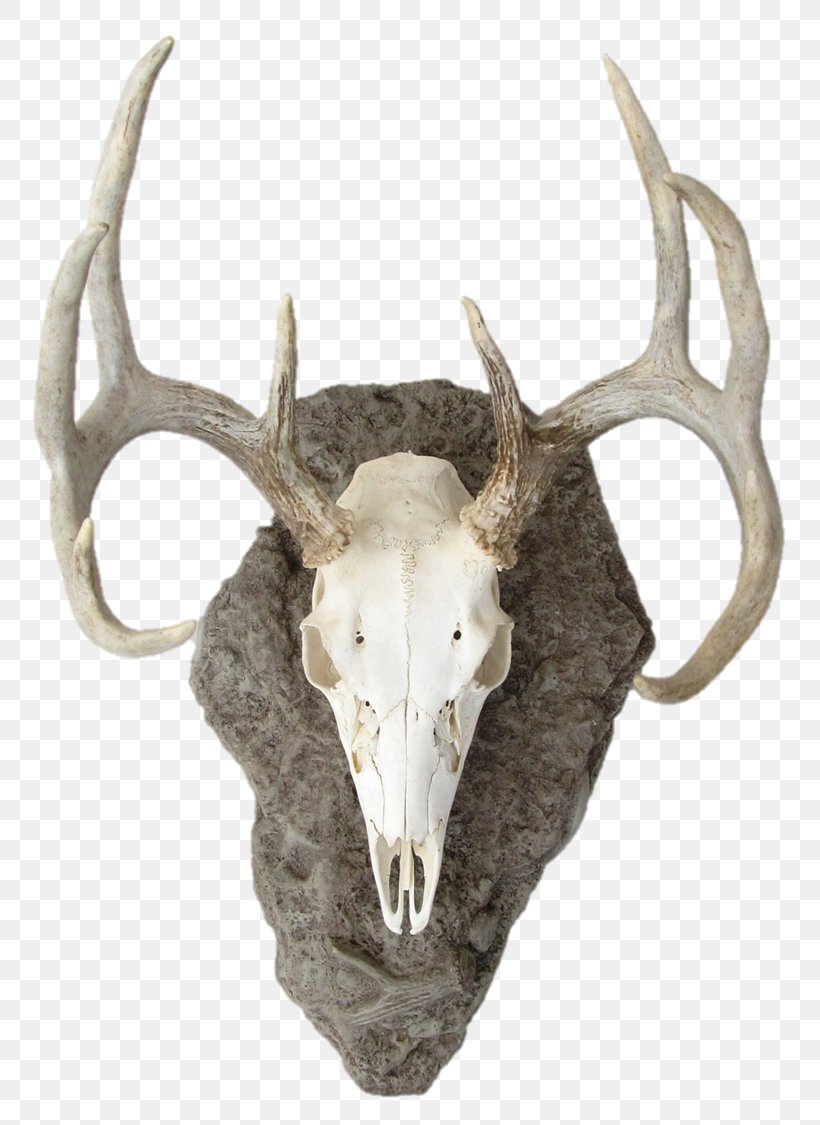 Elk White-tailed Deer Antler Reindeer, PNG, 816x1125px, Elk, Antler, Bone, Deer, Head Download Free