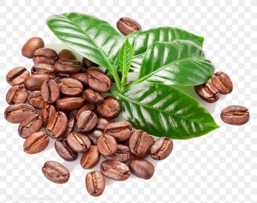 Kona Coffee Coffee Bean Seed Coffea, PNG, 1024x808px, Coffee, Bean, Cocoa Bean, Coffea, Coffee Bean Download Free