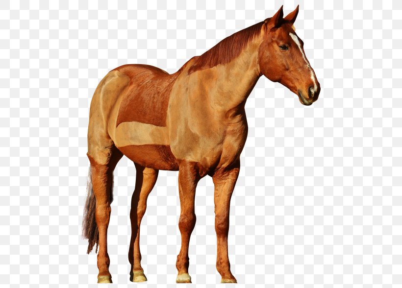 Mane Mustang Stallion Hackney Horse, PNG, 500x588px, Mane, Bridle, Colt, Equestrian, Equestrian Centre Download Free