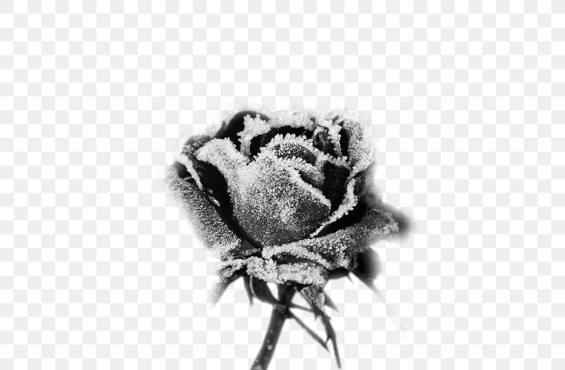 Rose Sticker Flower Frost Label, PNG, 600x537px, Rose, Black And White, Bumper Sticker, Color, Cut Flowers Download Free