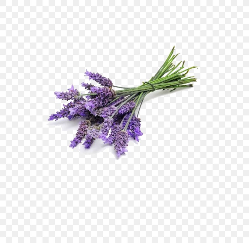 Lavender Oil English Lavender Perfume Essential Oil Odor, PNG, 685x800px, Lavender Oil, Aroma Compound, Candle, English Lavender, Essential Oil Download Free