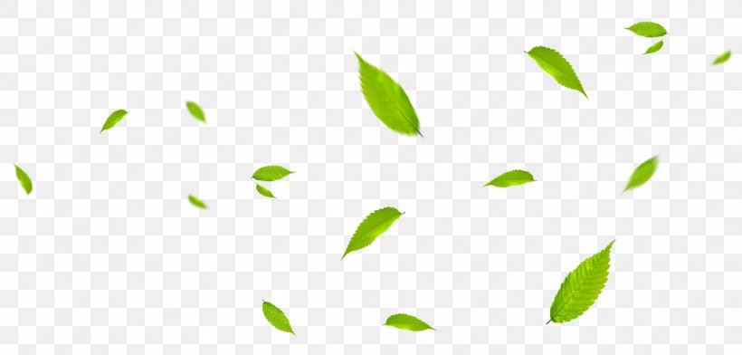 Leaf Green, PNG, 2083x998px, Leaf, Branch, Deciduous, Grass, Gratis Download Free