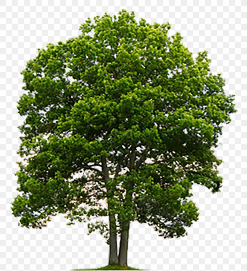 Tree Stock Photography English Oak Clip Art, PNG, 1000x1100px, Tree, Branch, Cottonwood, Deciduous, English Oak Download Free