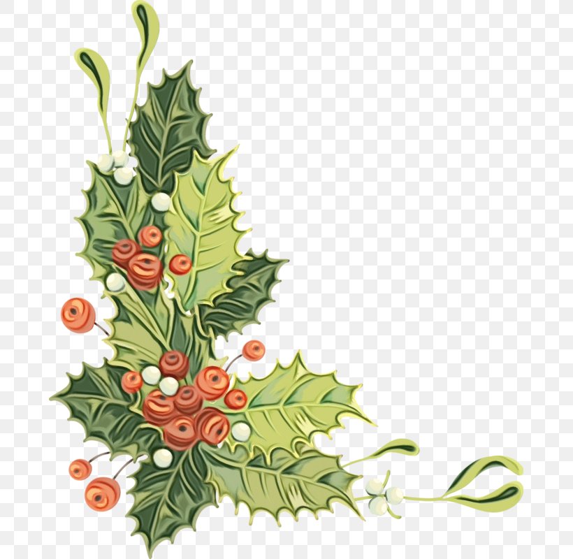 Holly, PNG, 679x800px, Watercolor, Branch, Colorado Spruce, Flower, Holly Download Free
