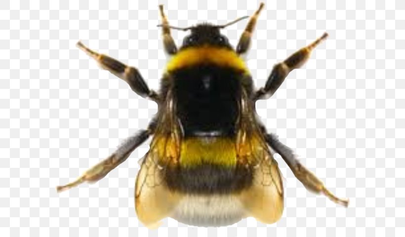 Honey Bee Bumblebee Hornet Wasp, PNG, 599x480px, Honey Bee, Animal, Arthropod, Bee, Beehive Download Free