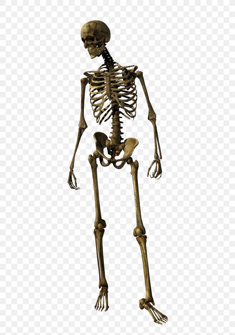 Human Skeleton Homo Sapiens Joint, PNG, 475x1168px, Skeleton, Homo Sapiens, Human, Human Skeleton, Joint Download Free