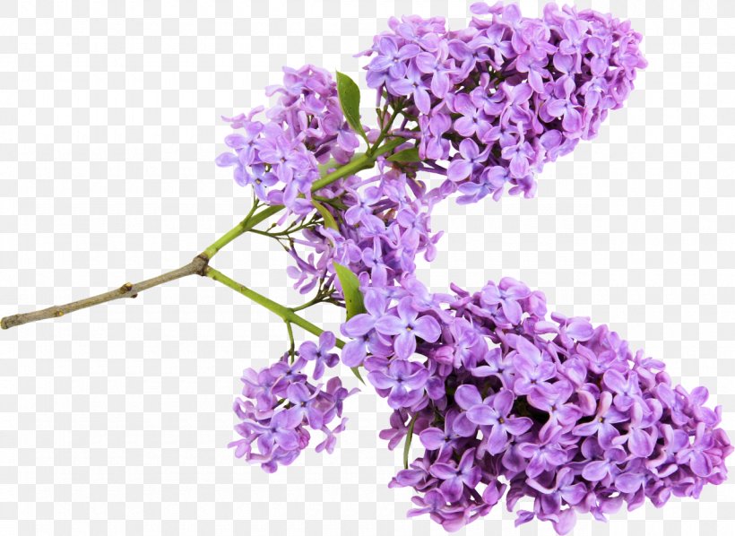 Lilac Flower Clip Art, PNG, 1280x934px, Lilac, Branch, Computer Software, Cut Flowers, English Lavender Download Free