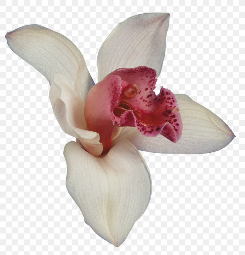 Orchids Flower Petal Clip Art, PNG, 1539x1600px, Orchids, Boat Orchid, Cattleya, Cattleya Orchids, Cut Flowers Download Free