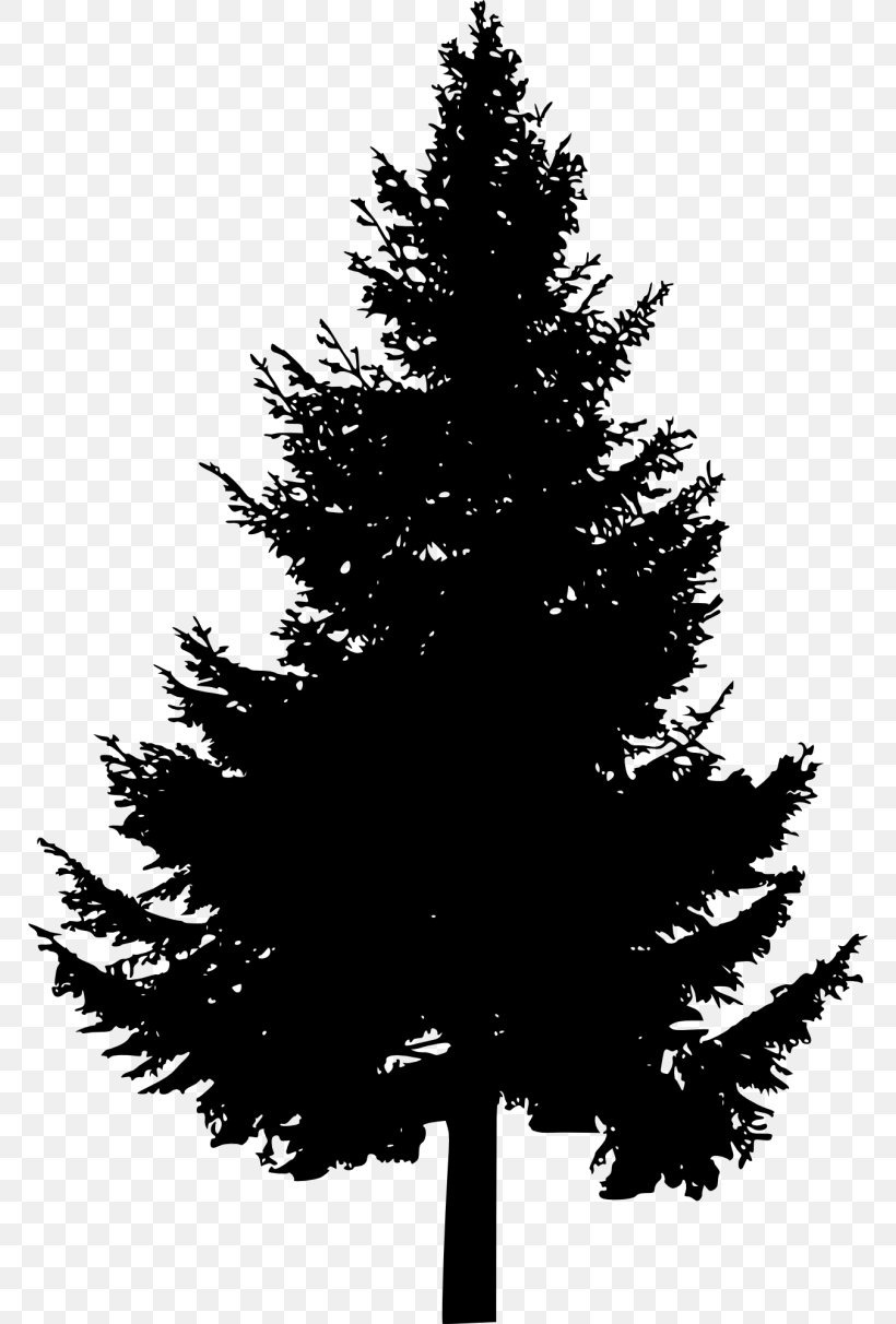 Pine Tree Conifers Clip Art, PNG, 768x1212px, Pine, Black And White, Branch, Christmas Decoration, Christmas Ornament Download Free