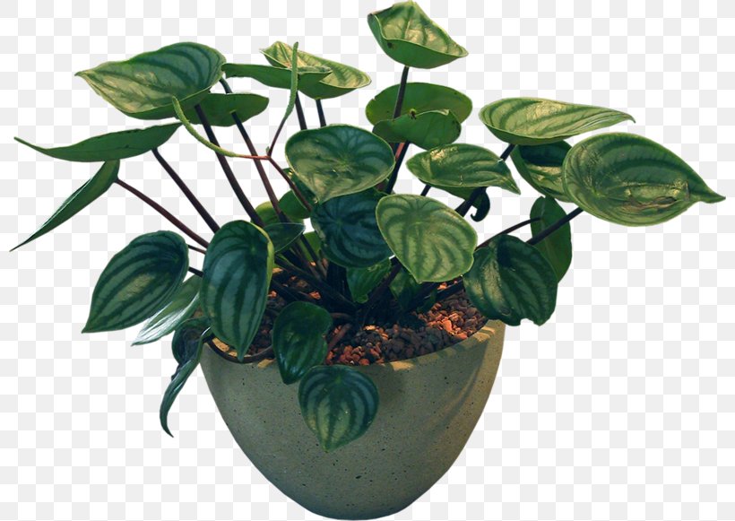 Bonsai Plant Flowerpot Leaf, PNG, 800x581px, Bonsai, Flower, Flowerpot, Garden, Houseplant Download Free