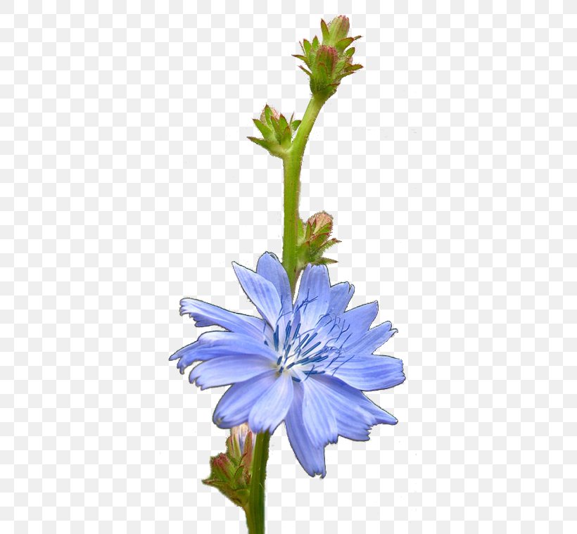 Chicory Plant Stem Flower, PNG, 365x759px, Chicory, Brush, Dog Grooming, Flora, Flower Download Free