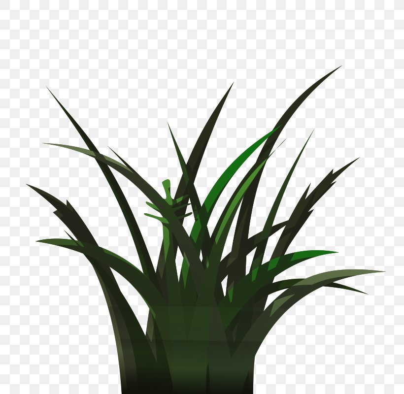 Free Content Lawn Clip Art, PNG, 800x800px, Free Content, Aloe, Arecales, Blog, Color Download Free