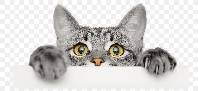 Kitten Whiskers Cat Food Cat Person, PNG, 760x380px, Kitten, American Shorthair, American Wirehair, Carnivoran, Cat Download Free