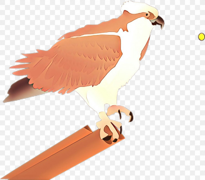 Orange, PNG, 900x789px, Bird, Beak, Bird Of Prey, Eagle, Falcon Download Free