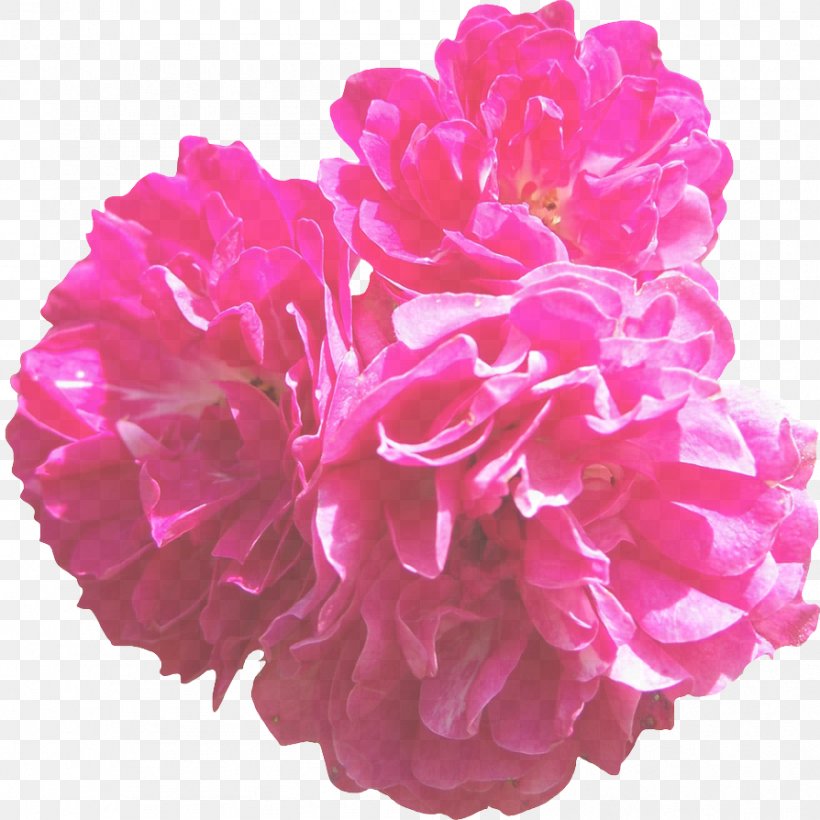 Pink Petal Flower Plant Cut Flowers, PNG, 894x894px, Pink, Chinese Peony, Cut Flowers, Flower, Flowering Plant Download Free