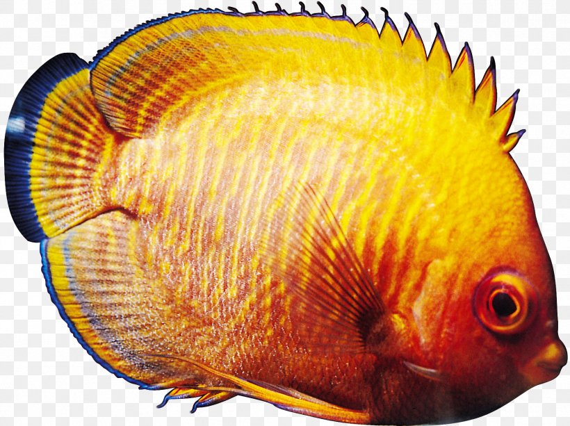 Tropical Fish Ornamental Fish Goldfish, PNG, 1779x1332px, Tropical Fish, Angelfish, Animal, Aquarium, Arowana Download Free