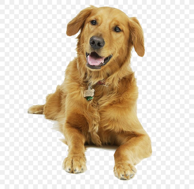 Cat Golden Retriever Pet Dog Food Dog Grooming, PNG, 585x800px, Cat, Carnivoran, Companion Dog, Dog, Dog Breed Download Free