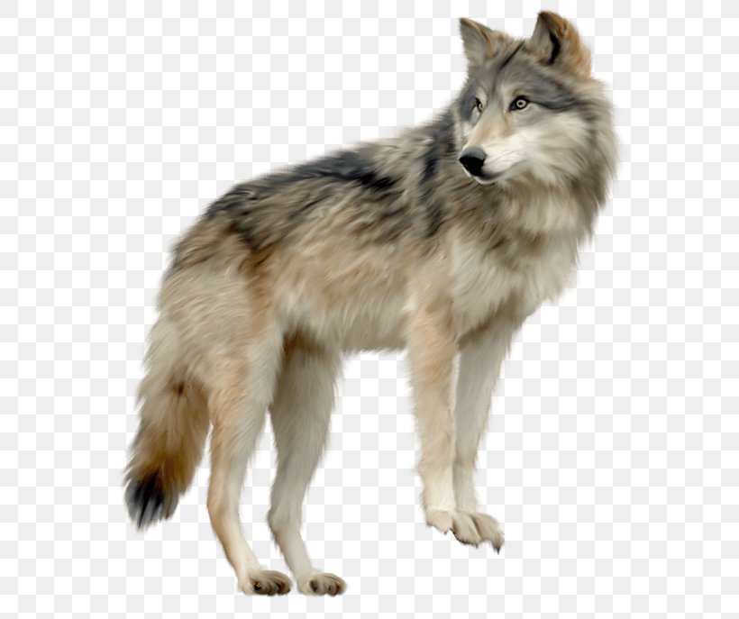 Arctic Wolf Clip Art, PNG, 591x687px, Arctic Wolf, Canis Lupus Tundrarum, Carnivoran, Coyote, Czechoslovakian Wolfdog Download Free