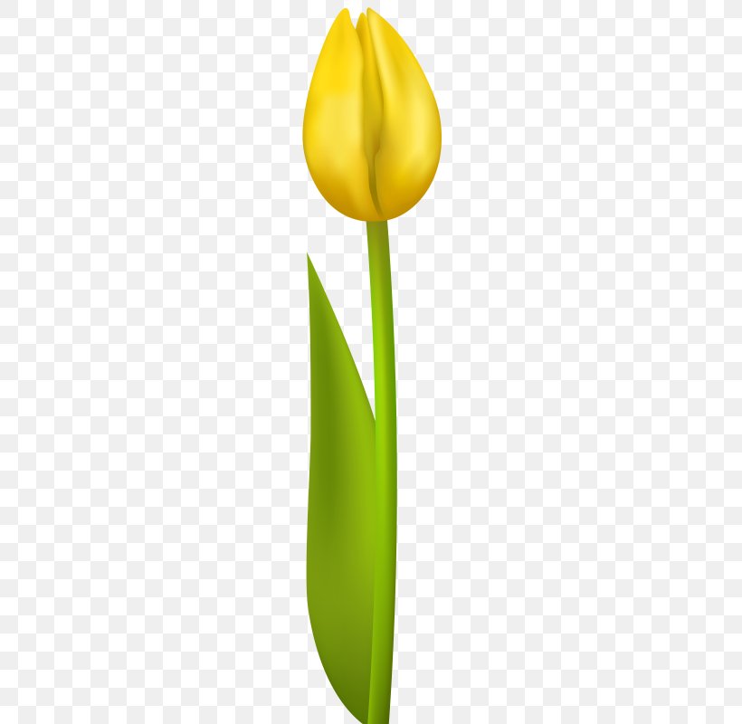 Desktop Wallpaper Clip Art, PNG, 254x800px, Tulip, Arum, Flower, Flowering Plant, Petal Download Free