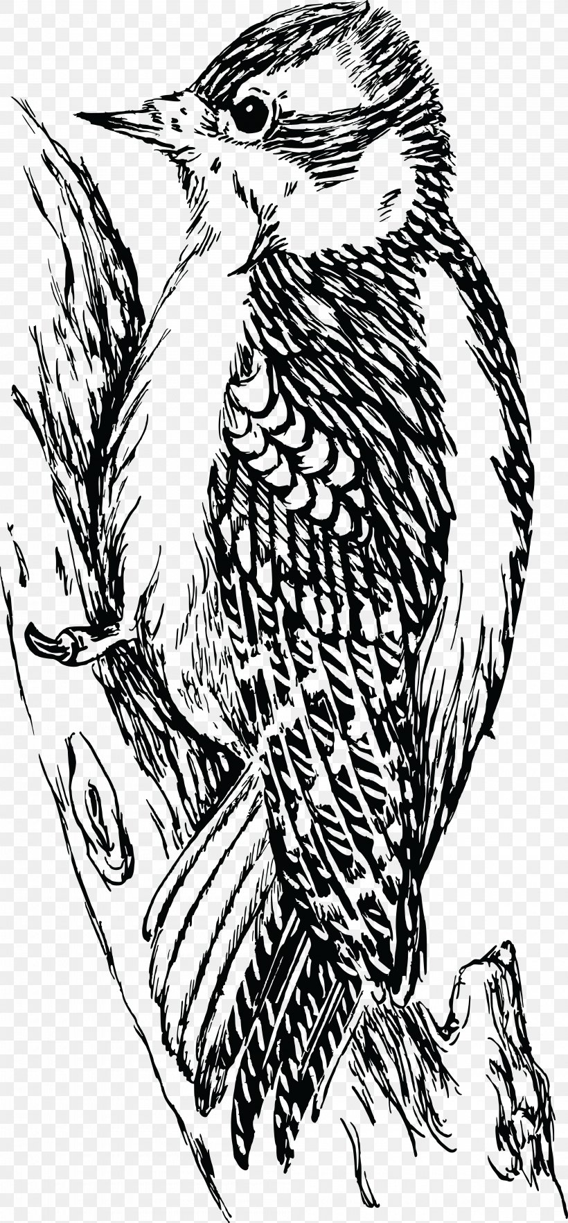 Downy Woodpecker Bird Bald Eagle Hawk, PNG, 4000x8600px, Woodpecker, Art, Artwork, Bald Eagle, Beak Download Free