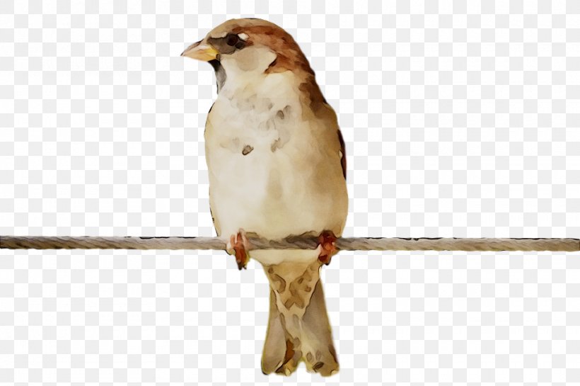 Hawk House Sparrow Fauna Beak, PNG, 960x639px, Hawk, Beak, Bird, Falconiformes, Fauna Download Free
