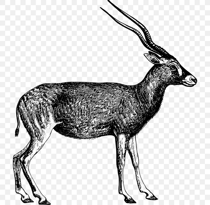 Antelope Clip Art, PNG, 720x800px, Antelope, Addax, Antler, Black And White, Chamois Download Free