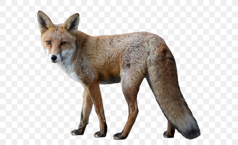 Fox Animal Dog, PNG, 564x500px, Fox, Animal, Canidae, Carnivoran, Coyote Download Free