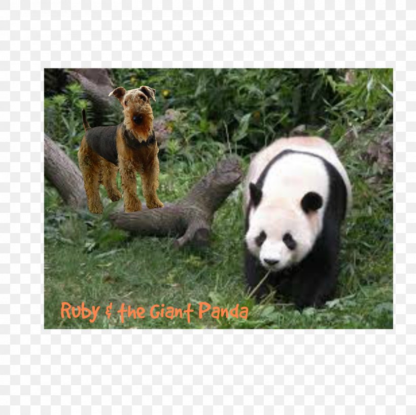 The Giant Panda Red Panda Bear Chengdu Research Base Of Giant Panda Breeding, PNG, 1600x1600px, Giant Panda, Baby Pandas, Bear, Bifengxia Panda Base, Carnivoran Download Free