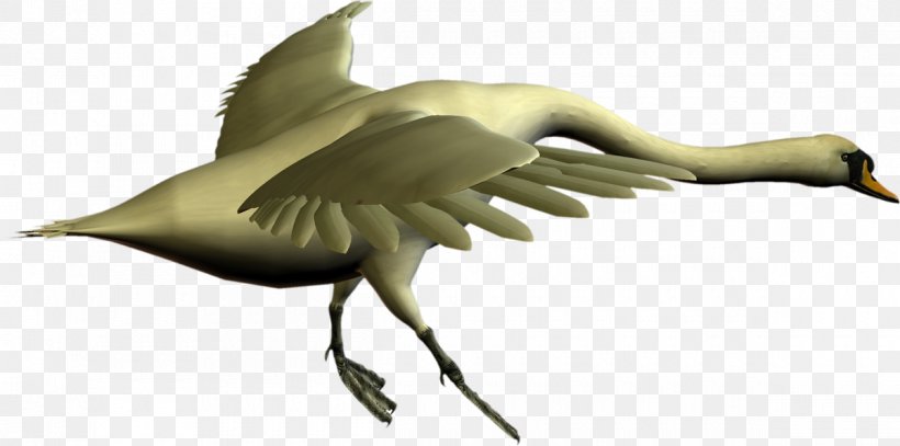 Beak Cygnini Bird Crane Goose, PNG, 1200x596px, Beak, Anatidae, Bird, Crane, Crane Like Bird Download Free
