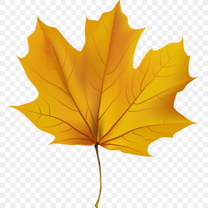 Clip Art Image Drawing Autumn Leaf Color, PNG, 1000x1000px, Drawing, Art, Autumn, Autumn Leaf Color, Flowering Plant Download Free