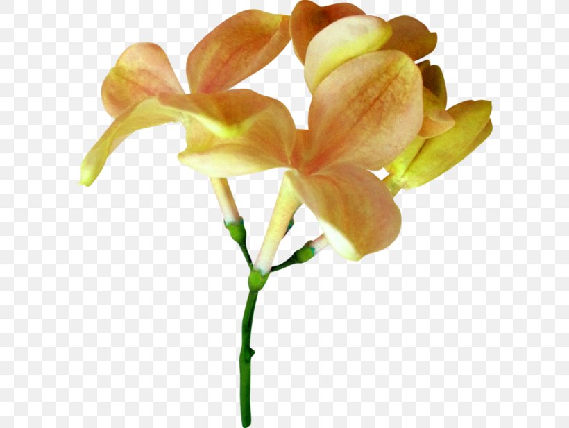 Irises Flower Plant Stem Clip Art, PNG, 600x617px, Irises, Branch, Bud, Cut Flowers, Drawing Download Free