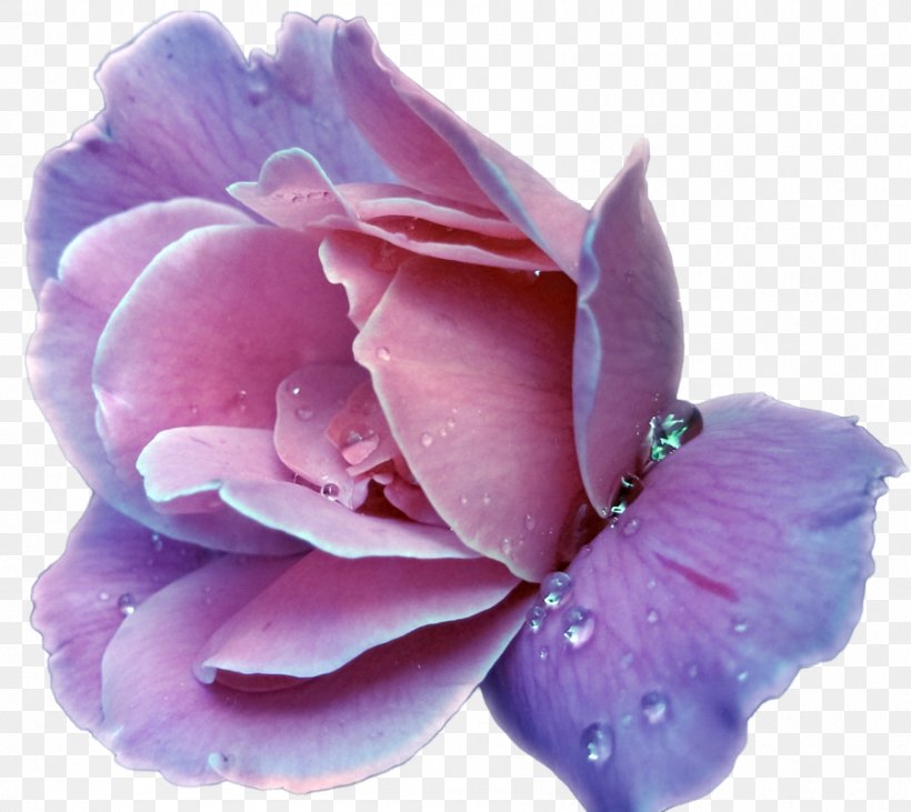 Lavender Flower Purple Rose Clip Art, PNG, 900x803px, Lavender, Blue, Cut Flowers, Flower, Flowering Plant Download Free